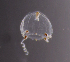  ( - NH0244)  @11 [ ] by-nc-sa (2021) Luis Martell University Museum of Bergen, Natural History Collections