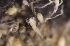  ( - NH0685)  @11 [ ] by-nc-sa (2021) Luis Martell University Museum of Bergen, Natural History Collections