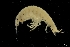  ( - NTNU-VM 78124)  @11 [ ] Creative Commons BY NC SA (2020) University of Bergen Natural History Collections