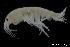  ( - NTNU-VM 78128)  @11 [ ] Creative Commons BY NC SA (2020) University of Bergen Natural History Collections