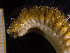  (Eunoe oerstedi - NTNU-VM_78191)  @11 [ ] Creative Commons BY NC SA (2020) University of Bergen Natural History Collections