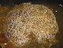  ( - NTNU-VM_83768)  @11 [ ] Creative Commons BY NC SA (2022) University of Bergen Natural History Collections