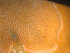  ( - NTNU-VM_83779)  @11 [ ] Creative Commons BY NC SA (2022) University of Bergen Natural History Collections