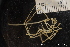  (Nymphon grossipes - NTNU_76373)  @11 [ ] Creative Commons BY NC SA (2020) University of Bergen Natural History Collections