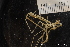  ( - NTNU_76373)  @11 [ ] Creative Commons BY NC SA (2020) University of Bergen Natural History Collections