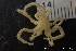  (Nymphon hirtum - NTNU_76374)  @11 [ ] Creative Commons BY NC SA (2020) University of Bergen Natural History Collections
