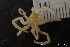  ( - NTNU_76374)  @11 [ ] Creative Commons BY NC SA (2020) University of Bergen Natural History Collections