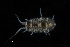  ( - UMBergen_HBF_A31)  @11 [ ] Creative Commons BY NC SA (2020) University of Bergen Natural History Collections
