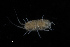  ( - UMBergen_HBF_A32)  @11 [ ] Creative Commons BY NC SA (2020) University of Bergen Natural History Collections