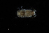  ( - UMBergen_HBF_A65)  @11 [ ] Creative Commons BY NC SA (2020) University of Bergen Natural History Collections