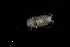  ( - UMBergen_HBF_A65)  @11 [ ] Creative Commons BY NC SA (2020) University of Bergen Natural History Collections