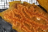  ( - ZMBN_106106)  @11 [ ] CreativeCommons - Attribution Non-Commercial Share-Alike (2019) University of Bergen Natural History Collections