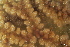  ( - ZMBN_106106)  @11 [ ] CreativeCommons - Attribution Non-Commercial Share-Alike (2019) University of Bergen Natural History Collections