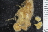  ( - ZMBN_112719)  @11 [ ] CreativeCommons - Attribution Non-Commercial Share-Alike (2019) University of Bergen Natural History Collections