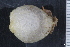  ( - ZMBN_130060)  @11 [ ] CreativeCommons - Attribution Non-Commercial Share-Alike (2019) University of Bergen Natural History Collections