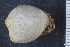  ( - ZMBN_130060)  @11 [ ] CreativeCommons - Attribution Non-Commercial Share-Alike (2019) University of Bergen Natural History Collections
