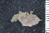  ( - ZMBN_130062)  @11 [ ] CreativeCommons - Attribution Non-Commercial Share-Alike (2019) University of Bergen Natural History Collections
