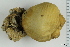  ( - ZMBN_130087)  @11 [ ] CreativeCommons - Attribution Non-Commercial Share-Alike (2019) University of Bergen Natural History Collections