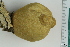  ( - ZMBN_130087)  @11 [ ] CreativeCommons - Attribution Non-Commercial Share-Alike (2019) University of Bergen Natural History Collections