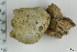  ( - ZMBN_130091)  @11 [ ] CreativeCommons - Attribution Non-Commercial Share-Alike (2019) University of Bergen Natural History Collections