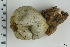  ( - ZMBN_130091)  @11 [ ] CreativeCommons - Attribution Non-Commercial Share-Alike (2019) University of Bergen Natural History Collections