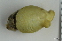  ( - ZMBN_130095)  @11 [ ] CreativeCommons - Attribution Non-Commercial Share-Alike (2019) University of Bergen Natural History Collections