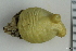  ( - ZMBN_130095)  @11 [ ] CreativeCommons - Attribution Non-Commercial Share-Alike (2019) University of Bergen Natural History Collections