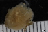  ( - ZMBN_130103)  @11 [ ] CreativeCommons - Attribution Non-Commercial Share-Alike (2019) University of Bergen Natural History Collections