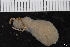  ( - ZMBN_130110)  @11 [ ] CreativeCommons - Attribution Non-Commercial Share-Alike (2019) University of Bergen Natural History Collections