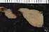 ( - ZMBN_130120)  @11 [ ] CreativeCommons - Attribution Non-Commercial Share-Alike (2019) University of Bergen Natural History Collections