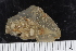  ( - ZMBN_130122)  @11 [ ] CreativeCommons - Attribution Non-Commercial Share-Alike (2019) University of Bergen Natural History Collections