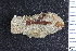  ( - ZMBN_130132)  @11 [ ] CreativeCommons - Attribution Non-Commercial Share-Alike (2019) University of Bergen Natural History Collections
