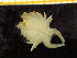  ( - ZMBN_130142)  @11 [ ] Creative Commons BY NC SA (2020) University of Bergen Natural History Collections