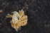 ( - ZMBN_130304)  @11 [ ] CreativeCommons - Attribution Non-Commercial Share-Alike (2019) University of Bergen Natural History Collections