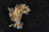  (Tenellia foliata - ZMBN_130305)  @11 [ ] CreativeCommons - Attribution Non-Commercial Share-Alike (2019) University of Bergen Natural History Collections