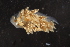  ( - ZMBN_130343)  @11 [ ] CreativeCommons - Attribution Non-Commercial Share-Alike (2019) University of Bergen Natural History Collections