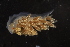  ( - ZMBN_130343)  @11 [ ] CreativeCommons - Attribution Non-Commercial Share-Alike (2019) University of Bergen Natural History Collections
