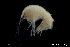  ( - ZMBN_130392)  @11 [ ] Creative Commons BY NC SA (2020) University of Bergen Natural History Collections