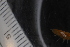  ( - ZMBN_130425)  @11 [ ] CreativeCommons - Attribution Non-Commercial Share-Alike (2019) University of Bergen Natural History Collections