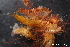  ( - ZMBN_130442)  @11 [ ] Creative Commons BY NC SA (2020) University of Bergen Natural History Collections