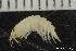  ( - ZMBN_130442)  @11 [ ] Creative Commons BY NC SA (2020) University of Bergen Natural History Collections