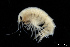  ( - ZMBN_130556)  @11 [ ] Creative Commons BY NC SA (2020) University of Bergen Natural History Collections