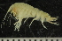  ( - ZMBN_130561)  @11 [ ] CreativeCommons - Attribution Non-Commercial Share-Alike (2019) University of Bergen Natural History Collections