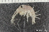  ( - ZMBN_130568)  @11 [ ] Creative Commons BY NC SA (2020) University of Bergen Natural History Collections