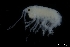  ( - ZMBN_130579)  @11 [ ] Creative Commons BY NC SA (2020) University of Bergen Natural History Collections