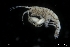  ( - ZMBN_130592)  @11 [ ] Creative Commons BY NC SA (2020) University of Bergen Natural History Collections