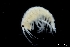  ( - ZMBN_130594)  @11 [ ] Creative Commons BY NC SA (2020) University of Bergen Natural History Collections