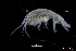  ( - ZMBN_130595)  @11 [ ] Creative Commons BY NC SA (2020) University of Bergen Natural History Collections