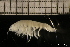  ( - ZMBN_131072)  @11 [ ] Creative Commons BY NC SA (2022) University of Bergen Natural History Collections