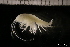  ( - ZMBN_131074)  @11 [ ] Creative Commons BY NC SA (2022) University of Bergen Natural History Collections